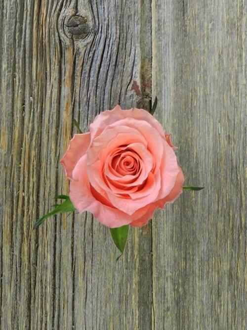 AMSTERDAM  CORAL ROSES